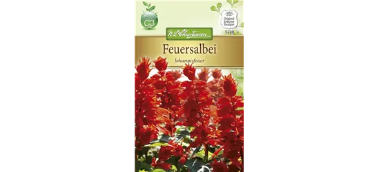 Feuersalbeisamen 'Johannisfeuer'