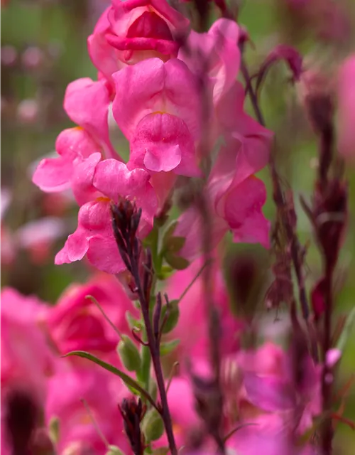 Garten-Löwenmaul-Samen