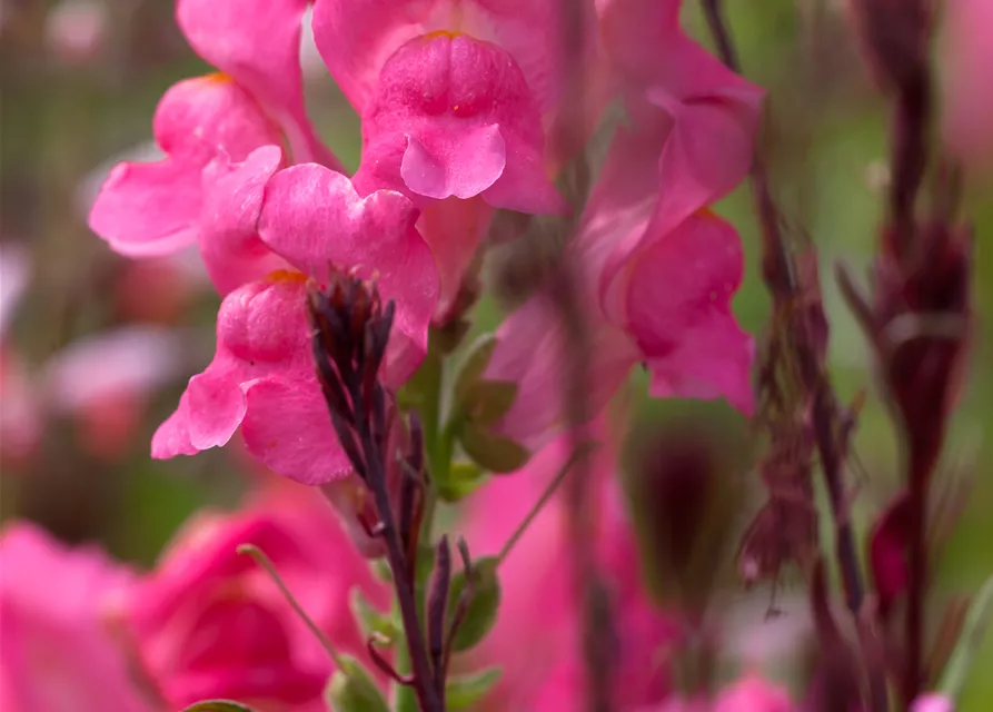 Garten-Löwenmaul-Samen