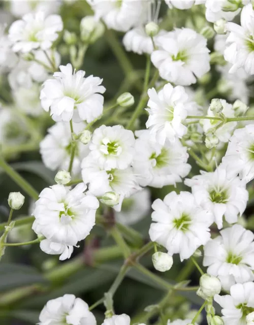 Garten-Schleierkraut-Samen 'Weiße Spitzen'