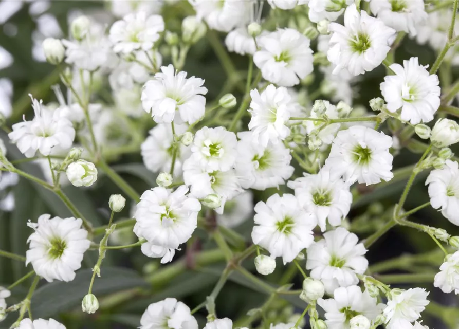 Garten-Schleierkraut-Samen 'Weiße Spitzen'