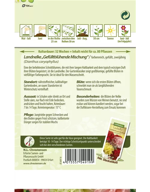 Gefüllte Gartennelkensamen