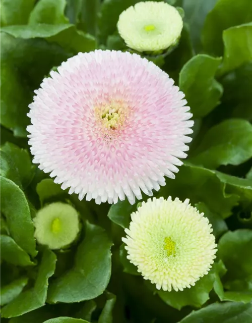 Gefülltes Gänseblümchen-Samen