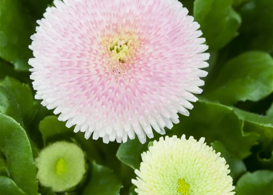 Gefülltes Gänseblümchen-Samen