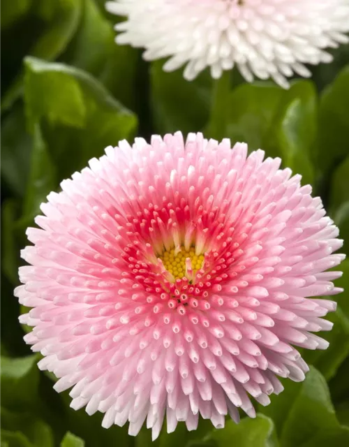 Gefülltes Gänseblümchen-Samen