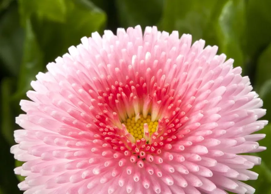 Gefülltes Gänseblümchen-Samen