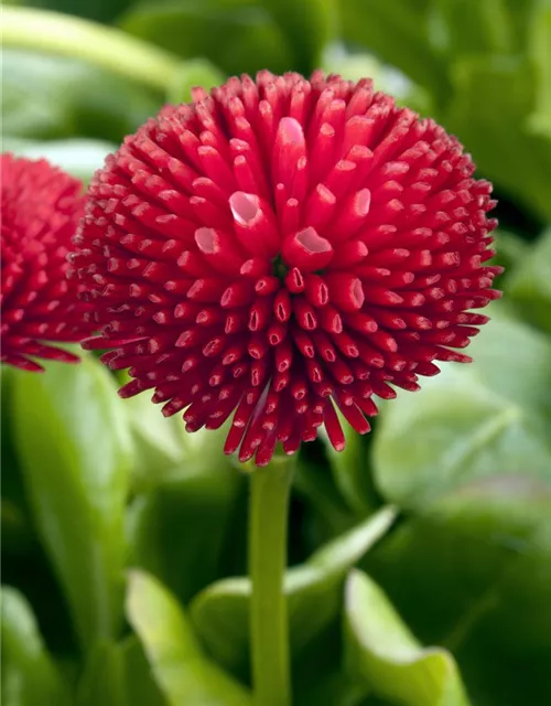 Gefülltes Gänseblümchen-Samen