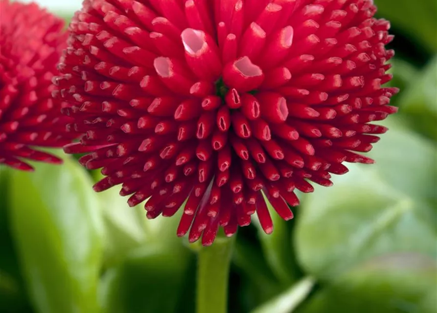 Gefülltes Gänseblümchen-Samen