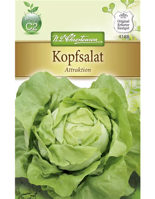 Kopfsalatsamen 'Attraktion'