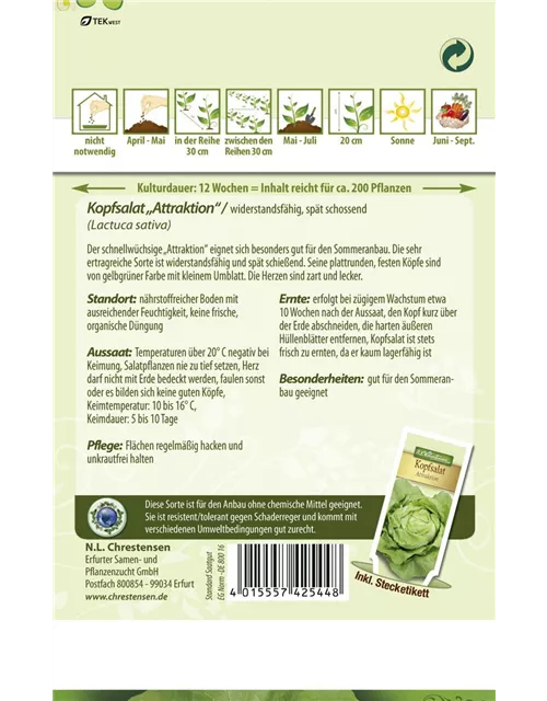 Kopfsalatsamen 'Attraktion'