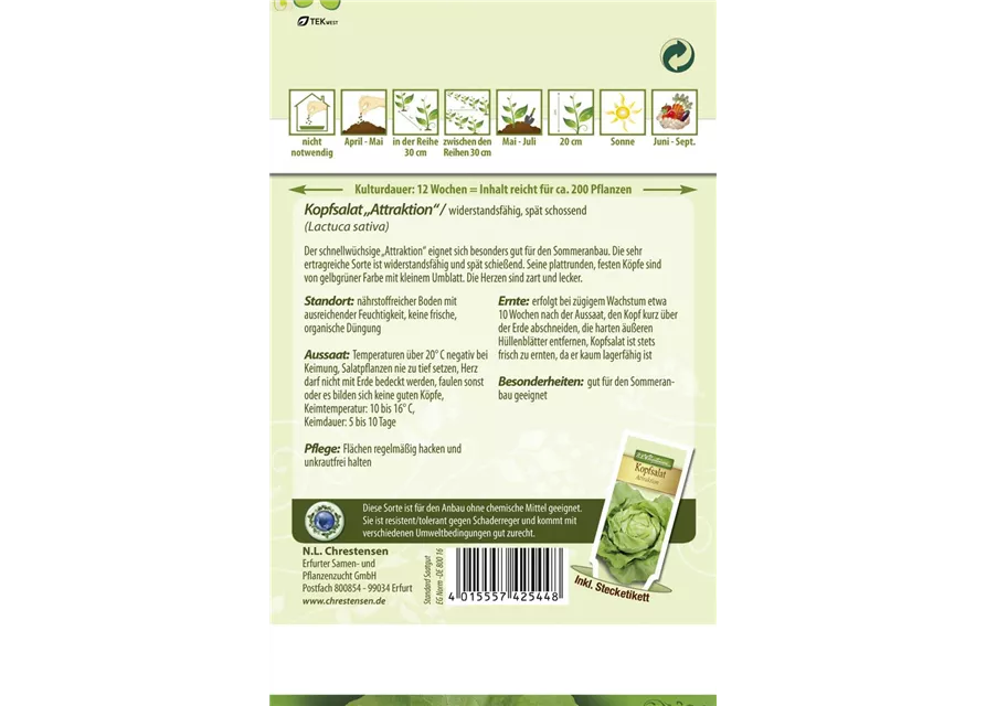 Kopfsalatsamen 'Attraktion'