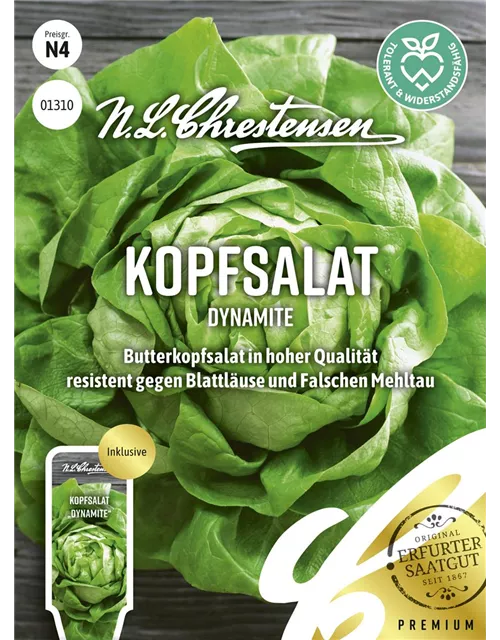 Kopfsalatsamen 'Dynamite'