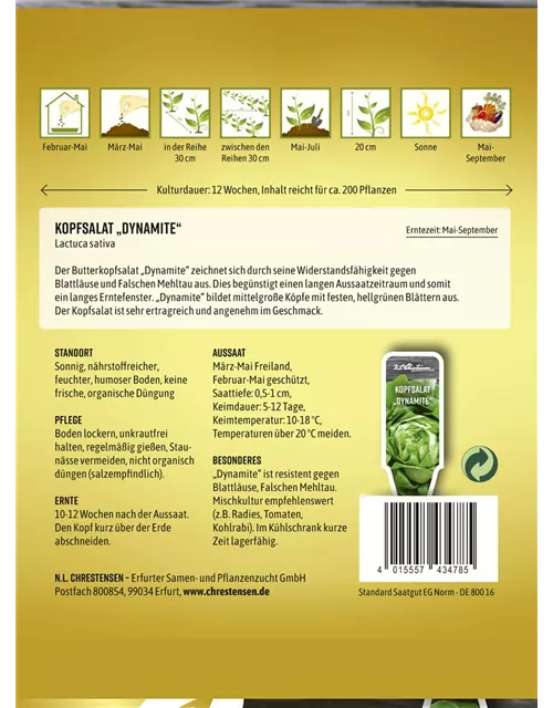 Kopfsalatsamen 'Dynamite'