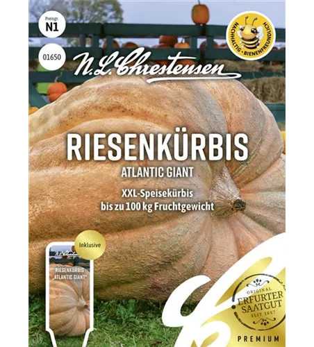 Kürbissamen 'Atlantic Giant'