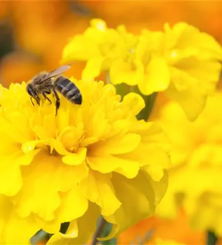 Bienenweide-Samen