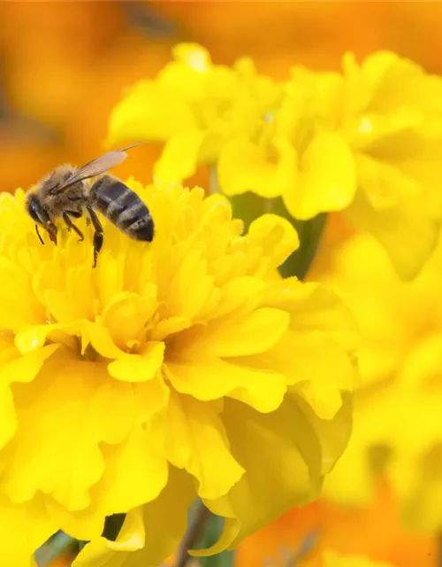 Nektar Blumenmischung-Samen