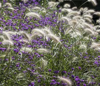 GRäSER - VIELSEITIG UND SCHöN