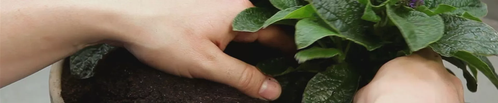 Vanilleblume – Einpflanzen in ein Gefäß 4