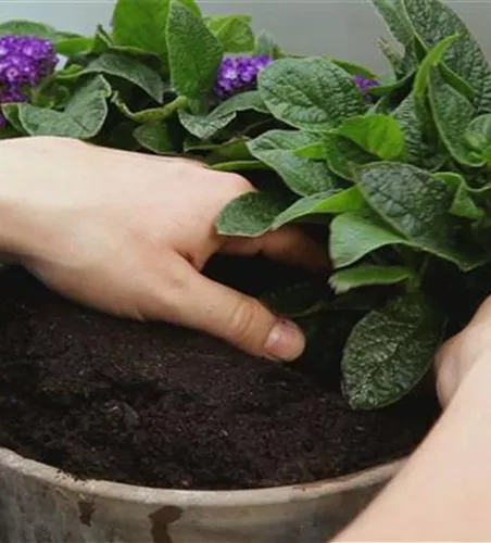 VANILLEBLUME - EINPFLANZEN IN EIN GEFäSS