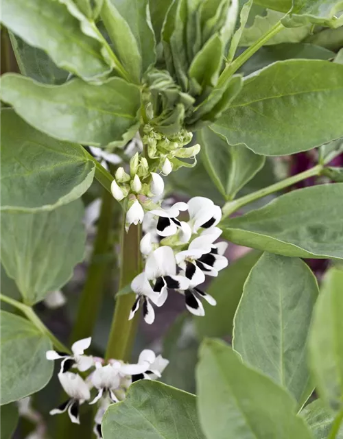 Puffbohnensamen 'Hangdown Grünkernig'