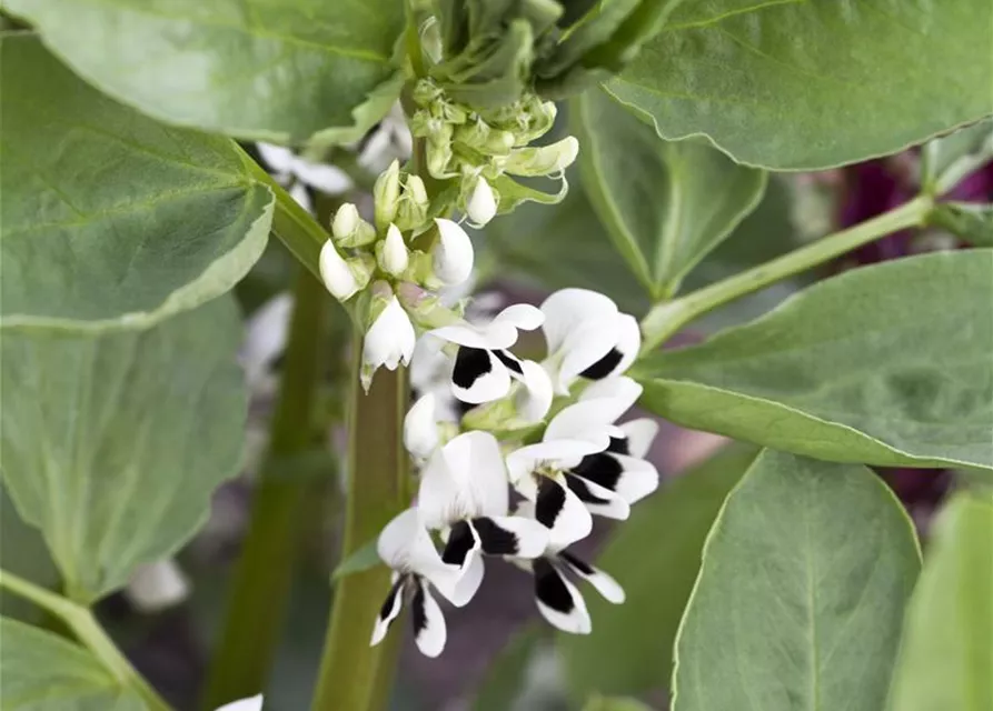 Puffbohnensamen 'Hangdown Grünkernig'