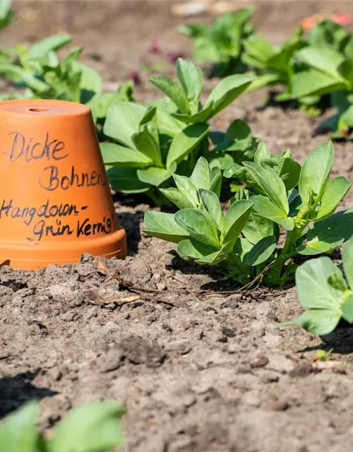 Puffbohnensamen 'Hangdown Grünkernig'