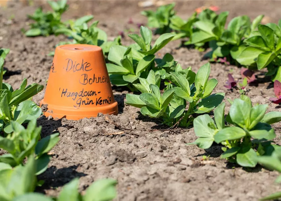 Puffbohnensamen 'Hangdown Grünkernig'