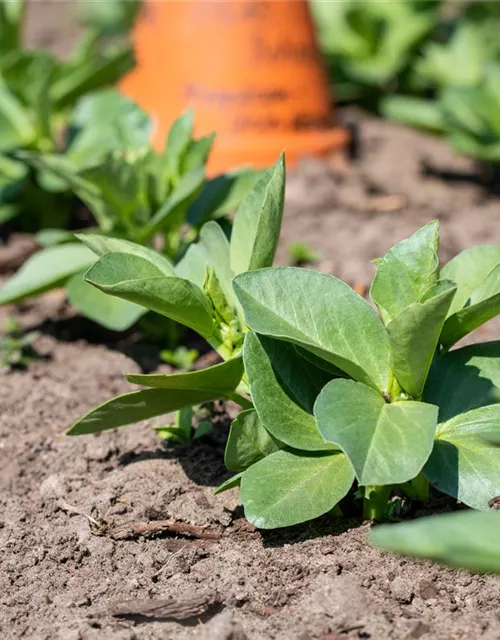 Puffbohnensamen 'Hangdown Grünkernig'