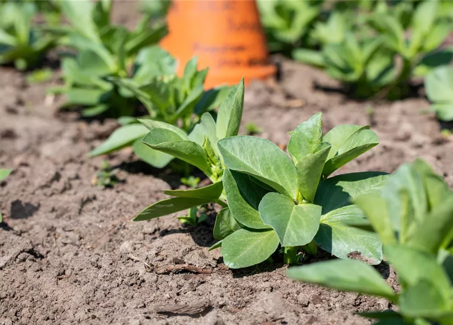 Puffbohnensamen 'Hangdown Grünkernig'