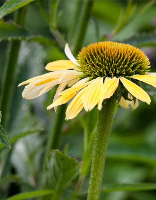 Purpursonnenhutsamen