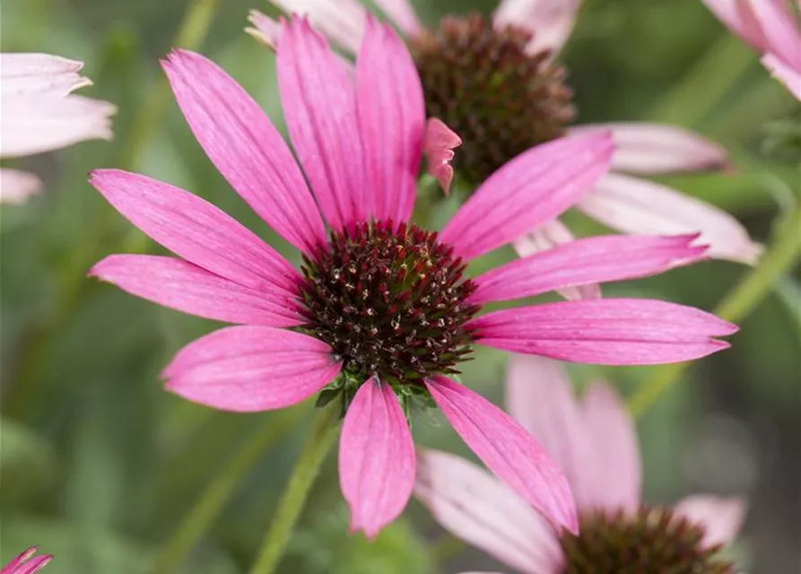 Purpursonnenhutsamen