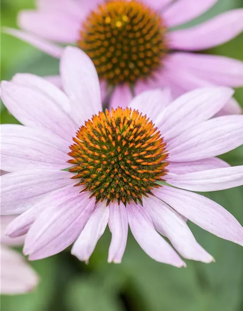 Purpursonnenhutsamen