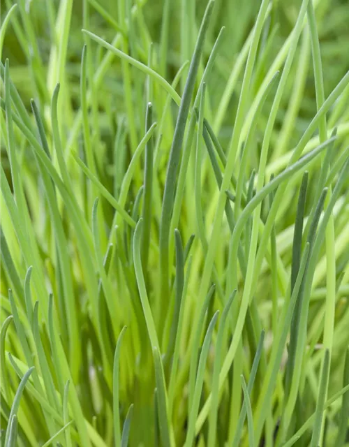 Schnittlauchsamen 'Polyvit'