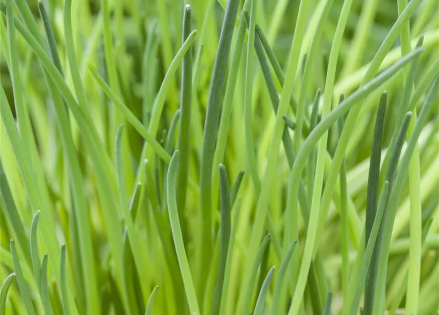Schnittlauchsamen 'Polyvit'
