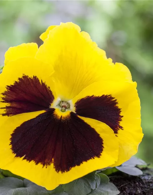 Stiefmütterchensamen 'Schweizer Riesen Ausstellungsblume'