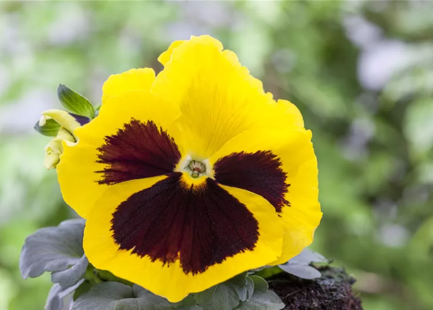 Stiefmütterchensamen 'Schweizer Riesen Ausstellungsblume'