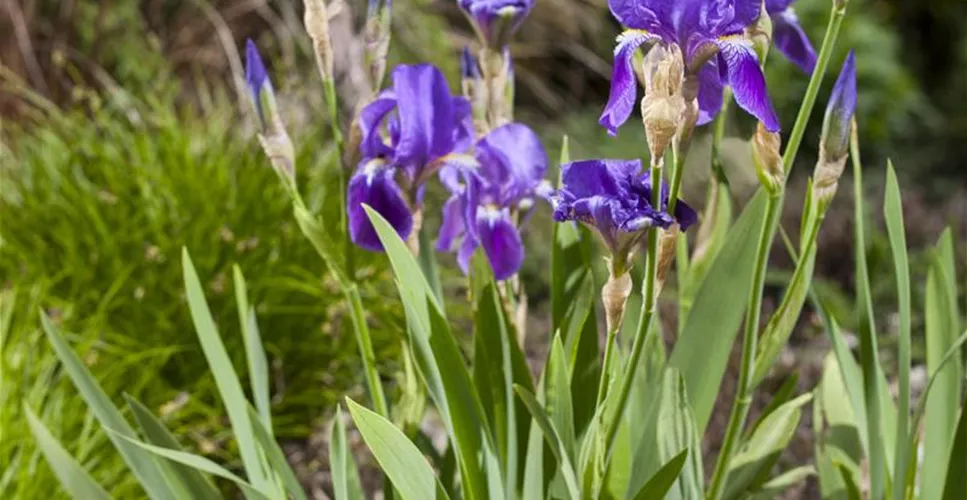 IRIS - DIE PFLANZE MIT DEN VIELEN GESICHTERN