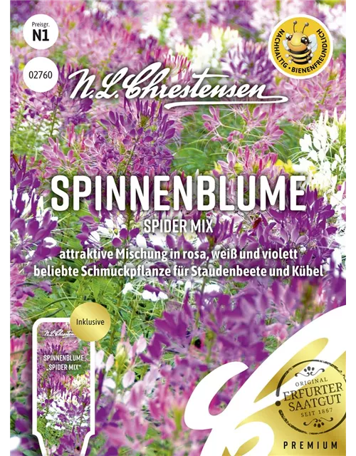 Spinnenblumensamen
