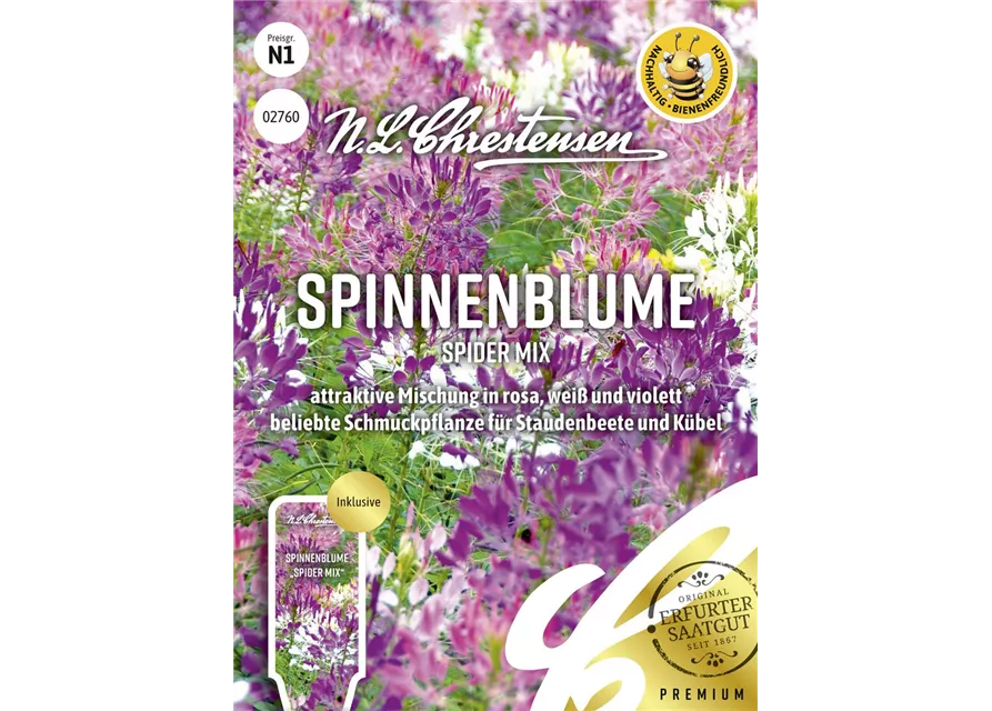Spinnenblumensamen