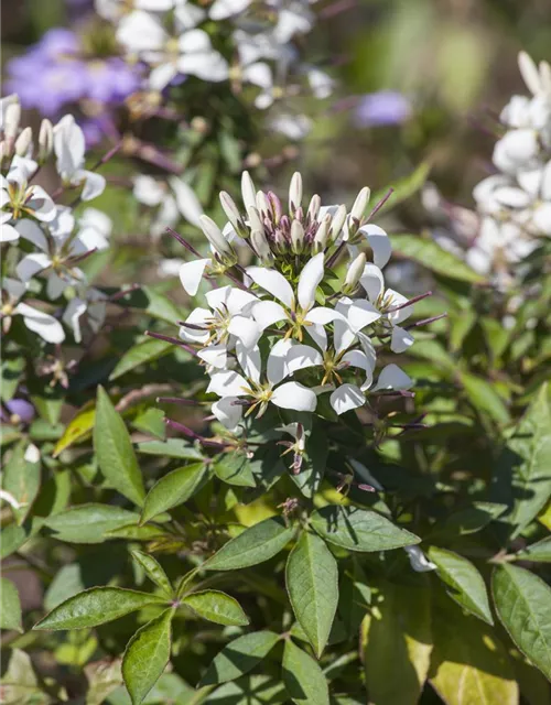 Spinnenblumensamen