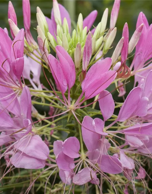 Spinnenblumensamen