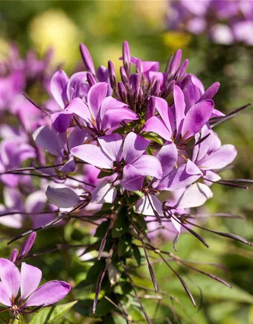 Spinnenblumensamen