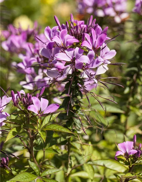 Spinnenblumensamen