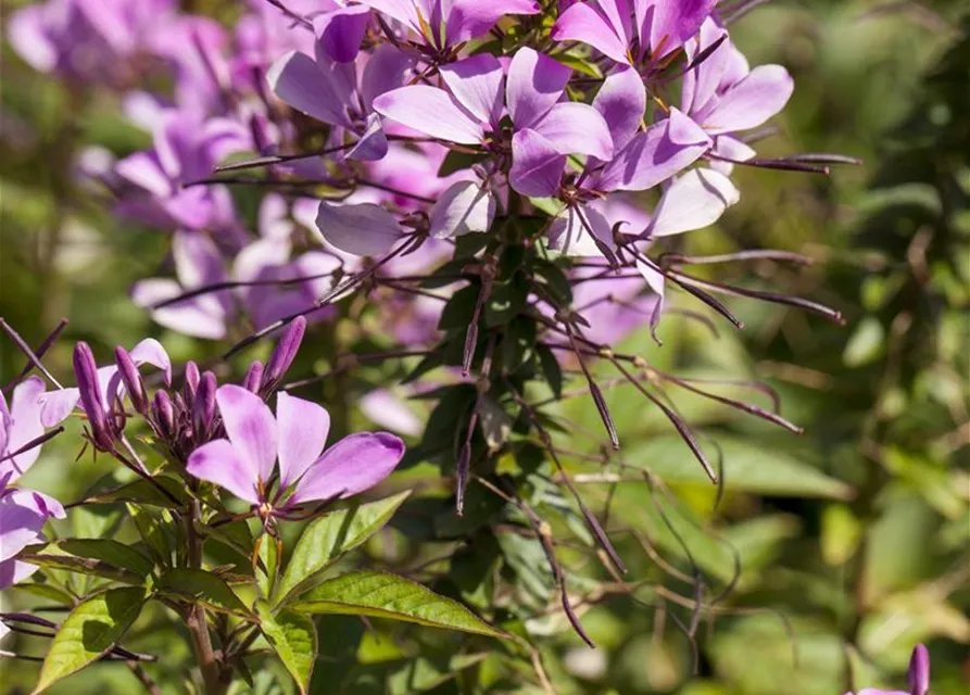 Spinnenblumensamen