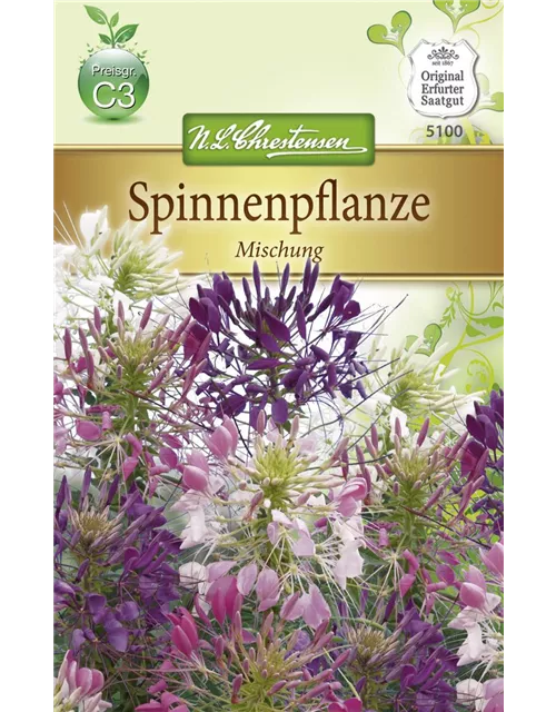 Spinnenblumensamen