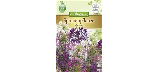 Spinnenblumensamen