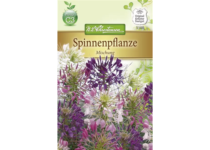 Spinnenblumensamen