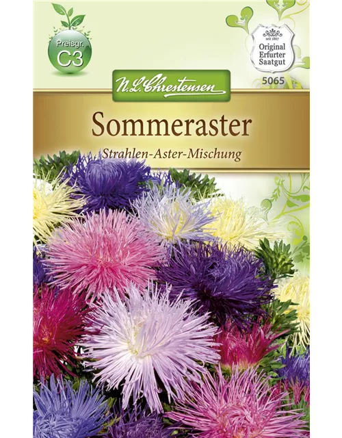 Strahlenastersamen