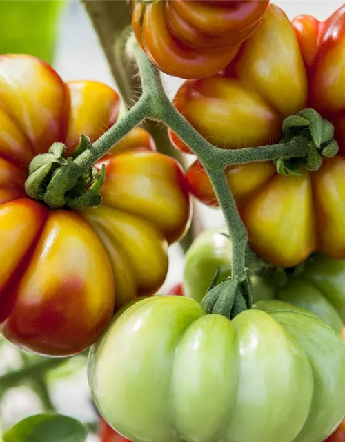 Tomatensamen 'Voyage'