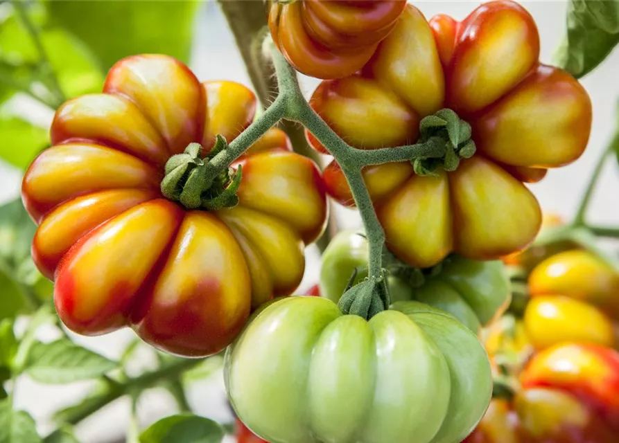 Tomatensamen 'Voyage'